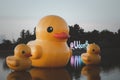 Giant yellow rubber ducks in the lake of Udon thani province, Thailand