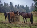Three Ginger Brown Horses Eating Straw On Meadow With Autumn Misty Forest Background