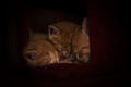 Three ginger kittens sleeping