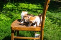 Three ginger kittens on a wooden chair against a background of green grass, close-up, copy space, template Royalty Free Stock Photo