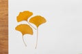 Three gingko yellow leaves on white background Royalty Free Stock Photo