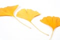 Three ginkgo dried leaves isolated on white Royalty Free Stock Photo