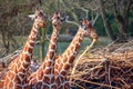 three giraffe brothers Royalty Free Stock Photo