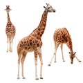 Three giraffe in different positions isolated with