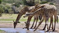 Three Giraffe drinking water at KTP