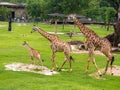 Three giraffe family in the zoo green grass background with friends in Thailand.