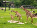 Three giraffe family in the zoo green grass background with friends in Thailand.