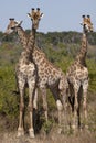 Three Giraffe Giraffa camelopardalis Botswana