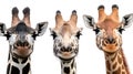Three Giraffe Heads Portrait Against White Background Royalty Free Stock Photo