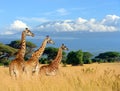 Three giraffe on Kilimanjaro mount background in National park o Royalty Free Stock Photo