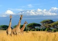 Three giraffe on Kilimanjaro mount background in National park o Royalty Free Stock Photo