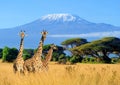 Three giraffe in National park of Kenya Royalty Free Stock Photo