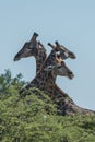 Three giraffe with necks intertwined above trees