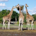 Three giraffe`s eating in the zoo