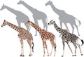 Three giraffe and shadows illustration Royalty Free Stock Photo