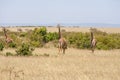 Three giraffe standing in grassland