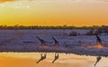 Three Giraffe at sunset with silhouette reflection in water