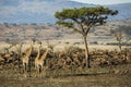 Three Giraffe under a tree