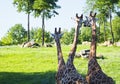 Three Giraffe