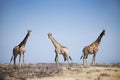 Three giraffes Royalty Free Stock Photo