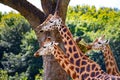 Three giraffes in Aalborg Zoo Royalty Free Stock Photo