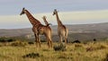 Three Giraffes on the African plain