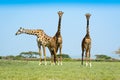 Three Giraffes on the african savannah