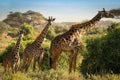 Three Giraffes