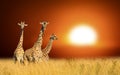 Three giraffes on a background sunset in National park of Kenya Royalty Free Stock Photo