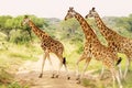 Three giraffes crossing the Savannah plains