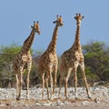 Three giraffes in the Etosha National Park Royalty Free Stock Photo
