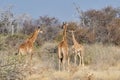 Giraffes in Etosha national park, Namibia, Africa.