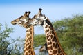 Three Giraffes Head