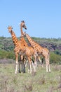 Three Giraffes herd in savannah Royalty Free Stock Photo