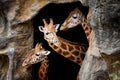 Three giraffes Royalty Free Stock Photo