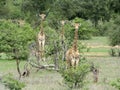 Three giraffes looking out of the savannah