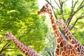 Three giraffes in a park Royalty Free Stock Photo