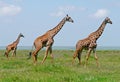 Three Giraffes In Savannah