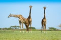 Three giraffes Royalty Free Stock Photo