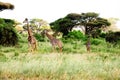 Three giraffes stand in African savannah on safari