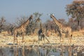 Three Giraffes Standing