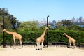 Three Giraffes @ Taronga Zoo Sydney
