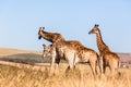 Three Giraffes Together Wildlife Animals Royalty Free Stock Photo