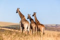 Three Giraffes Together Wildlife Animals Royalty Free Stock Photo