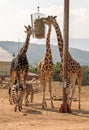 Three Giraffes And Two Zebras.