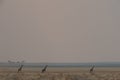 Three giraffes walking over the grasslands at Etosha National Park, Namibia, Africa Royalty Free Stock Photo