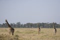 Three Giraffes walking on the plains of the Masai Mara