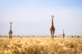 Three Giraffes Walking On Savanna