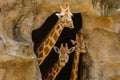 Three Giraffes