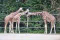 Three giraffes in zoo Royalty Free Stock Photo